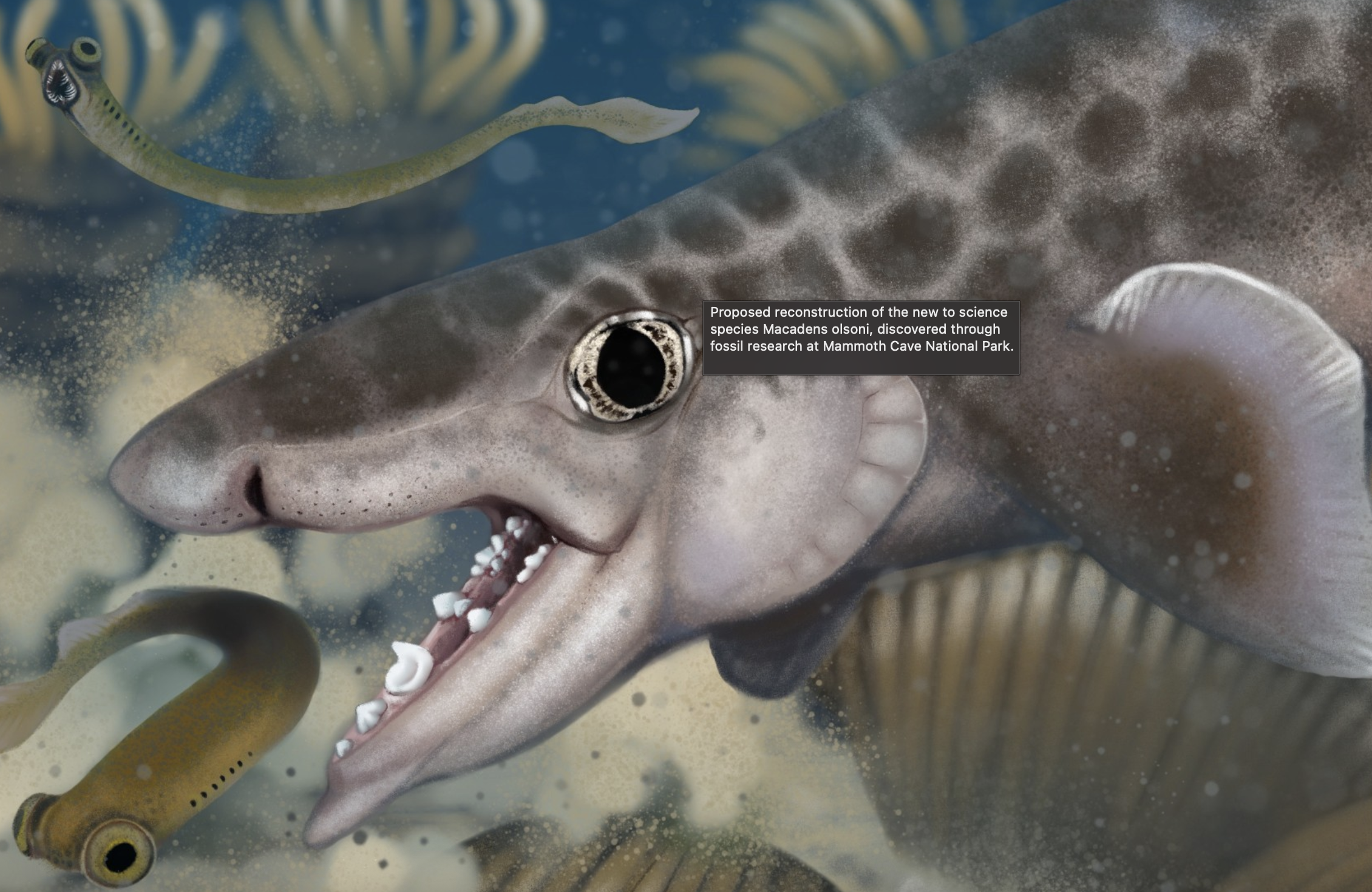 Mammoth Mağarası’nda Keşfedilen Minik Prehistorik Köpekbalığı, Eski Denizleri Yeniden Çiziyor