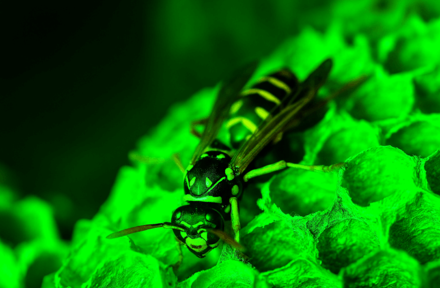 Radioactive Wasp Nests Discovered at Former U.S. Nuclear Weapons Site